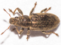 Sitona lineatus